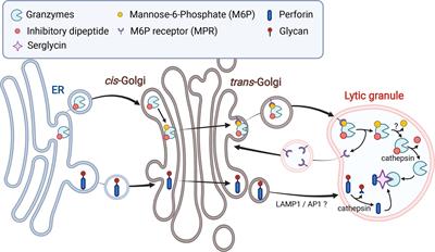 Locked and Loaded: Mechanisms Regulating Natural Killer Cell Lytic Granule Biogenesis and Release